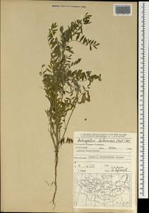 Astragalus davuricus (Pall.) DC., Mongolia (MONG) (Mongolia)