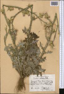 Carduus arabicus Jacq. ex Murray, Middle Asia, Western Tian Shan & Karatau (M3) (Tajikistan)