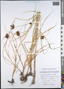 Bolboschoenus planiculmis (F.Schmidt) T.V.Egorova, Caucasus, Black Sea Shore (from Novorossiysk to Adler) (K3) (Russia)