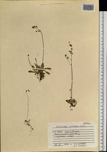 Micranthes foliolosa (R. Br.) Gornall, Siberia, Central Siberia (S3) (Russia)