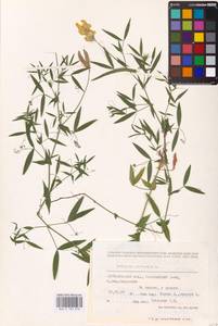 Lathyrus pratensis L., Eastern Europe, Middle Volga region (E8) (Russia)