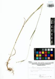 Elymus gmelinii (Trin.) Tzvelev, Siberia, Baikal & Transbaikal region (S4) (Russia)