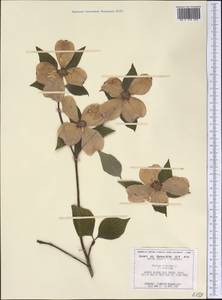 Cornus florida L., America (AMER) (United States)