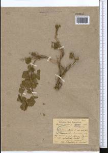 Scutellaria cordifrons Juz., Middle Asia, Western Tian Shan & Karatau (M3) (Uzbekistan)