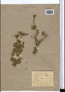 Scutellaria cordifrons Juz., Middle Asia, Western Tian Shan & Karatau (M3) (Uzbekistan)