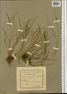 Alopecurus geniculatus L., Siberia, Baikal & Transbaikal region (S4) (Russia)