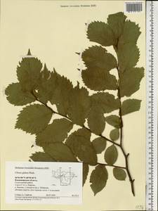 Ulmus glabra, Eastern Europe, Central region (E4) (Russia)