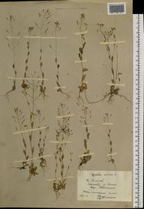 Draba nemorosa L., Siberia, Altai & Sayany Mountains (S2) (Russia)