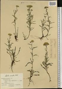 Achillea micrantha Willd., Eastern Europe, North Ukrainian region (E11) (Ukraine)