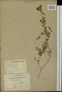 Medicago falcata L., Eastern Europe, Belarus (E3a) (Belarus)