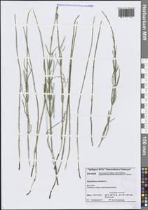 Equisetum palustre L., Siberia, Central Siberia (S3) (Russia)
