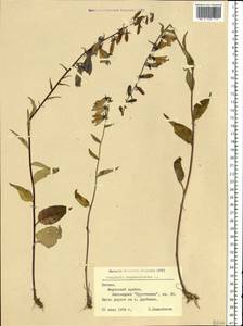 Campanula rapunculoides L., Eastern Europe, Latvia (E2b) (Latvia)