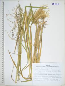 KHA8681, Glyceria lithuanica (Gorski) Gorski, Siberia, Russian Far East (S6) (Russia)