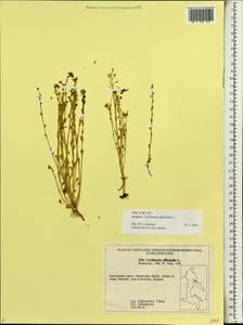 Cochlearia officinalis L., Siberia, Chukotka & Kamchatka (S7) (Russia)