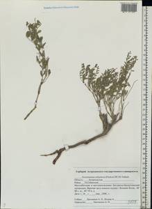 Eversmannia subspinosa (DC.)B.Fedtsch., Eastern Europe, Lower Volga region (E9) (Russia)