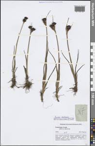 Juncus castaneus Sm., Siberia, Altai & Sayany Mountains (S2) (Russia)