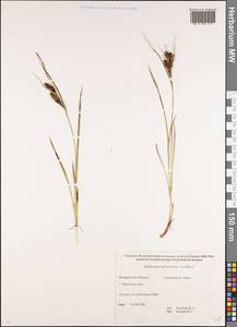 Carex drymophila Turcz., Siberia, Chukotka & Kamchatka (S7) (Russia)