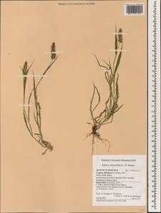 Setaria verticillata (L.) P.Beauv., South Asia, South Asia (Asia outside ex-Soviet states and Mongolia) (ASIA) (Cyprus)