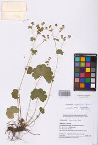 Alchemilla sarmatica Juz., Eastern Europe, Central region (E4) (Russia)