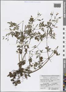 Geranium robertianum L., Caucasus, Black Sea Shore (from Novorossiysk to Adler) (K3) (Russia)