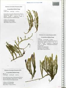 Spinulum annotinum subsp. alpestre (Hartm.) Uotila, Eastern Europe, Northern region (E1) (Russia)