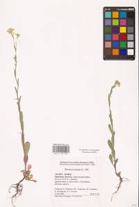 Berteroa incana (L.) DC., Eastern Europe, Central forest-and-steppe region (E6) (Russia)