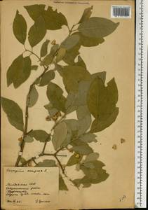 Euonymus europaeus L., Eastern Europe, Moldova (E13a) (Moldova)