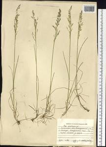Poa pratensis L., Siberia, Baikal & Transbaikal region (S4) (Russia)
