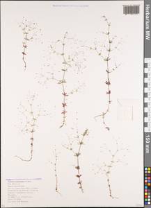 Galium tenuissimum M.Bieb., Caucasus, Krasnodar Krai & Adygea (K1a) (Russia)