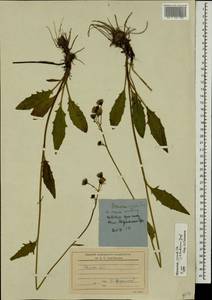 Hieracium lachenalii subsp. deductum (Sudre) Greuter, Eastern Europe, North-Western region (E2) (Russia)