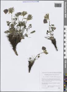 Pulsatilla ajanensis Regel & Tiling, Siberia, Yakutia (S5) (Russia)