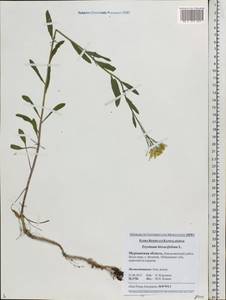 Erysimum odoratum Ehrh., Eastern Europe, Northern region (E1) (Russia)