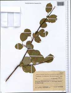 Salix pyrolifolia Ledeb., Siberia, Western (Kazakhstan) Altai Mountains (S2a) (Kazakhstan)