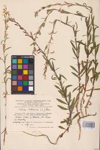 Silene tatarica (L.) Pers., Eastern Europe, Lithuania (E2a) (Lithuania)