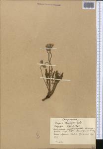 Crepis bungei Ledeb. ex DC., Middle Asia, Western Tian Shan & Karatau (M3) (Kyrgyzstan)