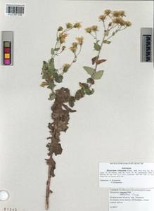 Hieracium robustum Fr., Siberia, Altai & Sayany Mountains (S2) (Russia)