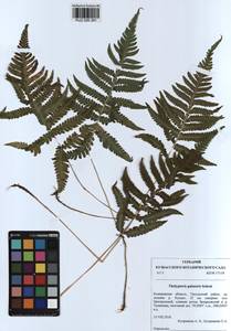 Thelypteris palustris (Salisb.) Schott, Siberia, Altai & Sayany Mountains (S2) (Russia)