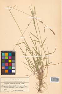 Hordeum brevisubulatum (Trin.) Link, Siberia, Russian Far East (S6) (Russia)