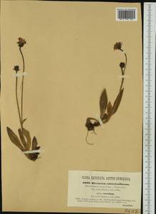 Pilosella bauhini subsp. magyarica (Peter) S. Bräut., Western Europe (EUR) (Austria)