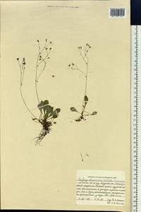 Micranthes staminosa (Shlotg. & Vorosch.) Tkach, Siberia, Russian Far East (S6) (Russia)