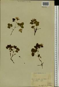 Rubus arcticus L., Siberia, Chukotka & Kamchatka (S7) (Russia)