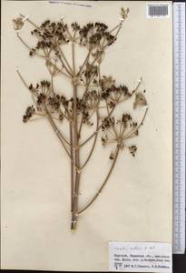 Ferula kelleri Koso-Pol., Middle Asia, Northern & Central Tian Shan (M4) (Kyrgyzstan)