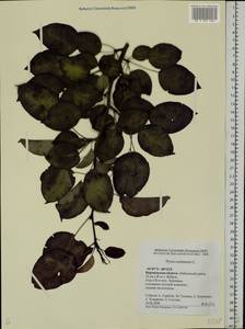 Pyrus communis L., Eastern Europe, Central forest-and-steppe region (E6) (Russia)
