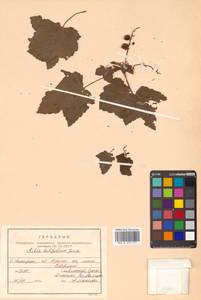 Ribes latifolium Jancz., Siberia, Russian Far East (S6) (Russia)