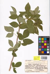 Ptelea trifoliata L., Eastern Europe, Moscow region (E4a) (Russia)