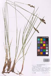 Carex hartmanii Cajander, Eastern Europe, North-Western region (E2) (Russia)