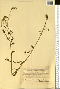 Erigeron annuus (L.) Pers., Siberia, Russian Far East (S6) (Russia)