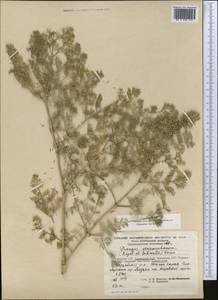 Prangos pabularia subsp. sarawschanica (Regel & Schmalh.) Lyskov & Pimenov, Middle Asia, Pamir & Pamiro-Alai (M2) (Tajikistan)