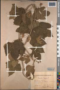 Humulus lupulus L., Siberia, Russian Far East (S6) (Russia)