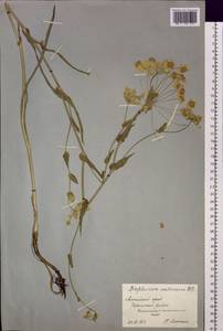 Bupleurum multinerve DC., Siberia, Altai & Sayany Mountains (S2) (Russia)